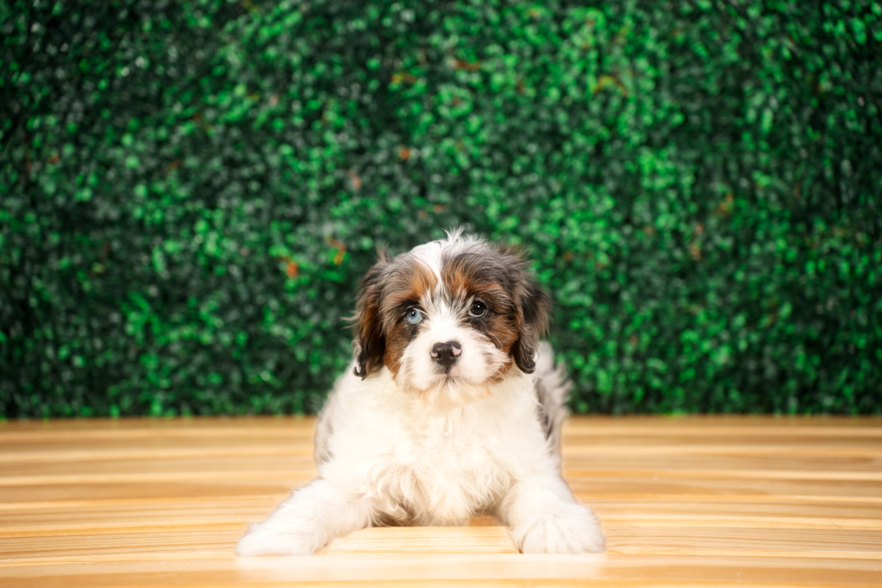 Cavapoo Puppy for Adoption