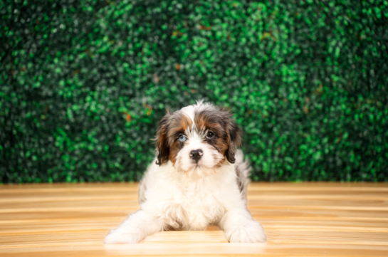 Cavapoo Puppy for Adoption