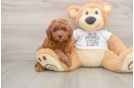 Cavapoo Puppy for Adoption