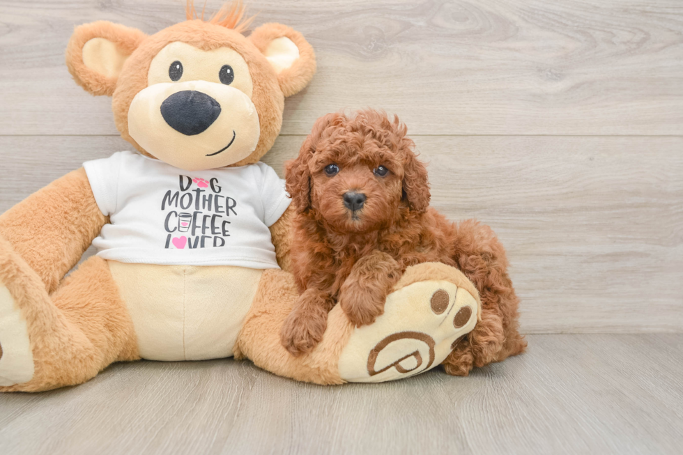 Cavapoo Pup Being Cute