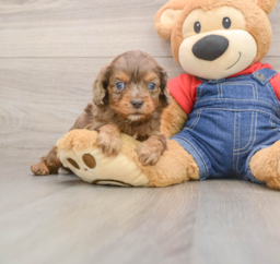 7 week old Cavapoo Puppy For Sale - Puppy Love PR