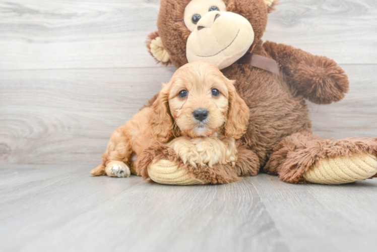 Meet Tabasco - our Cavapoo Puppy Photo 1/3 - Puppy Love PR Cavapoo Puppy for Adoption