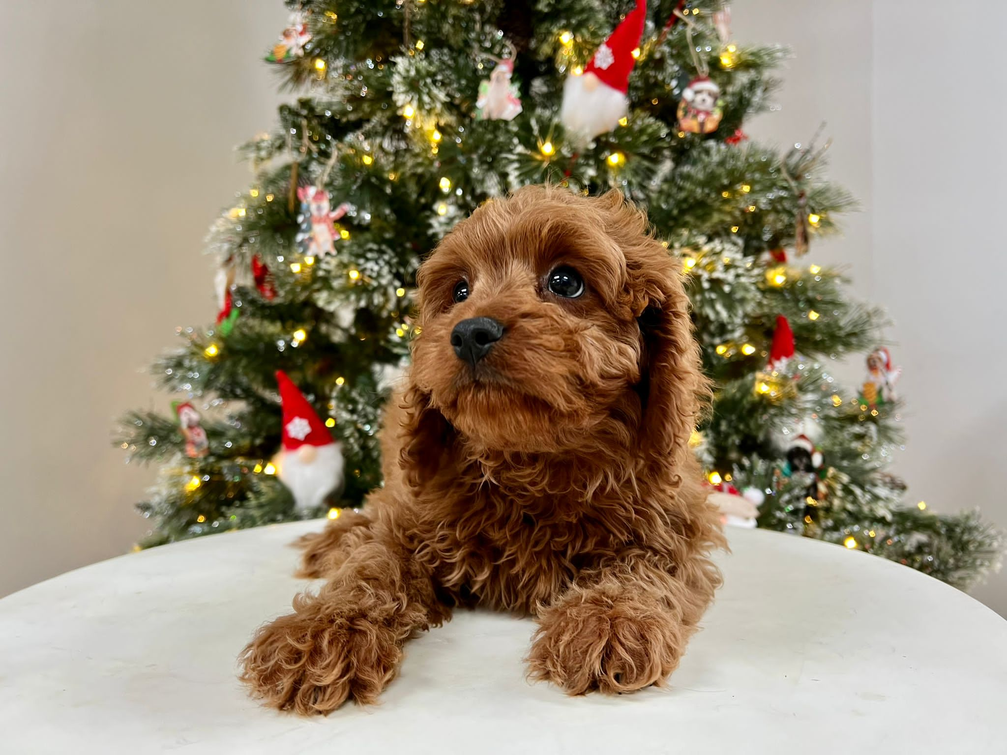 Cute Cavoodle Poodle Mix Puppy