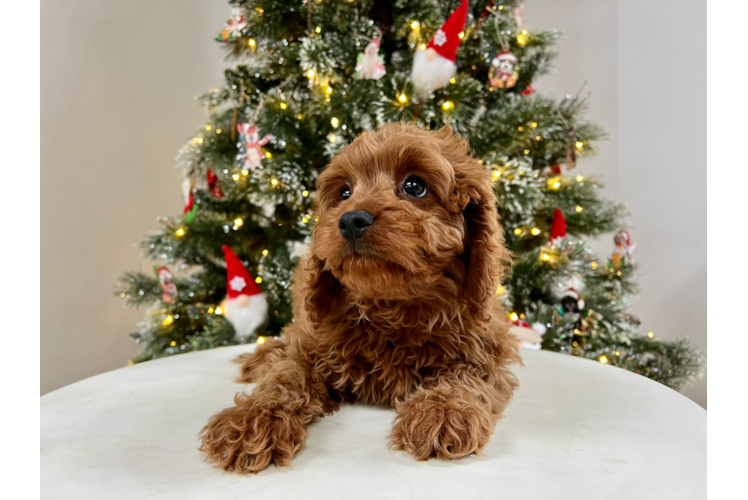 Cute Cavoodle Poodle Mix Puppy