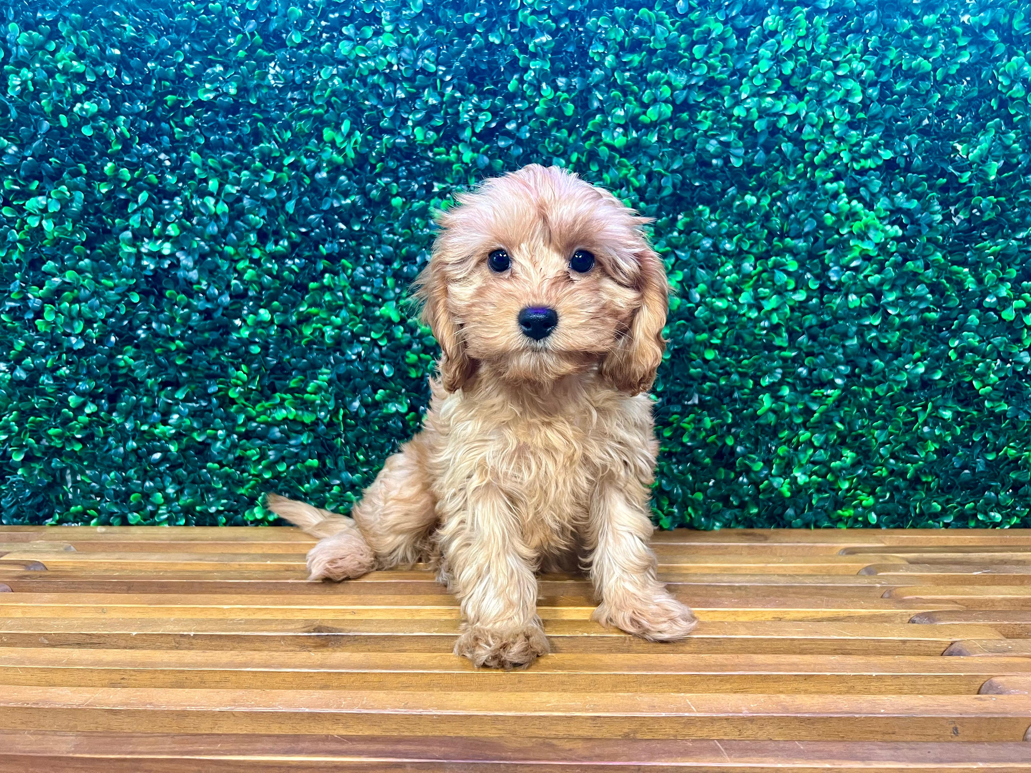 Cavapoo Puppy for Adoption