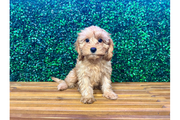 Meet Tanga - our Cavapoo Puppy Photo 1/4 - Puppy Love PR Cavapoo Puppy for Adoption