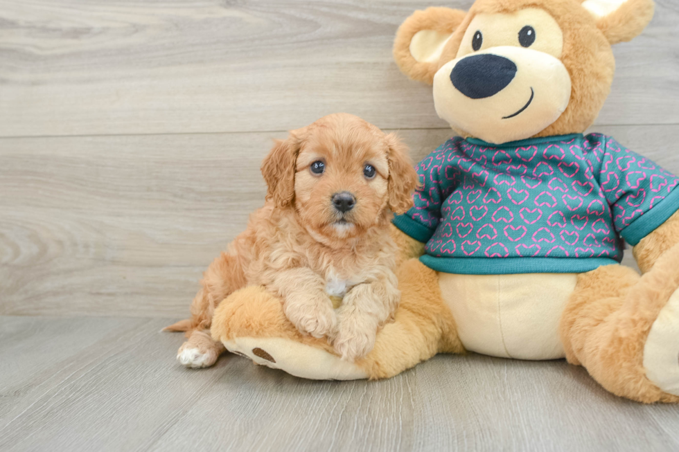 Cavapoo Puppy for Adoption