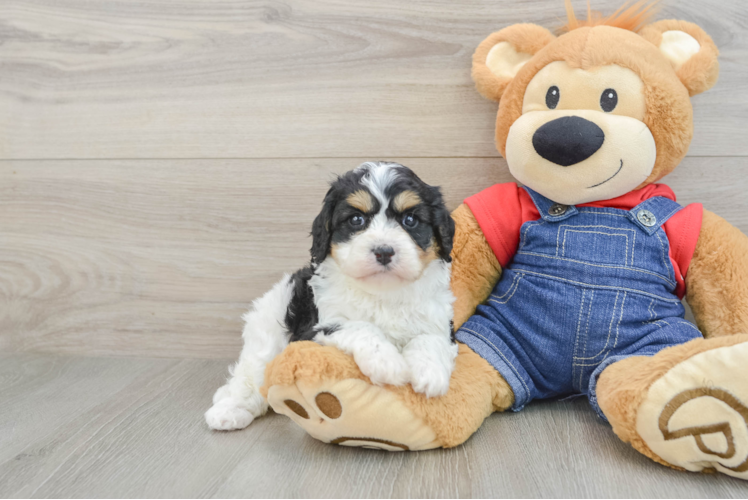 Best Cavapoo Baby