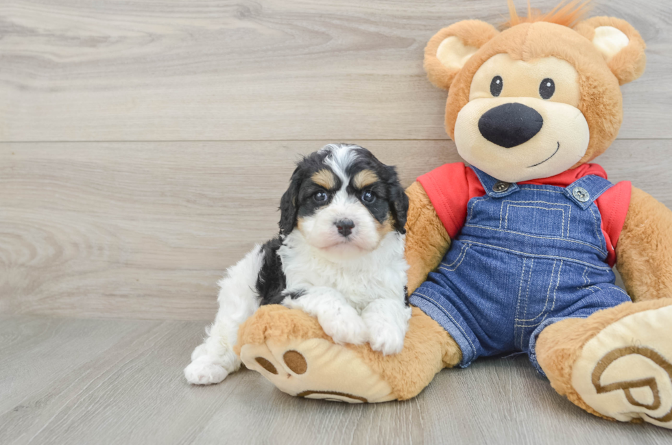 6 week old Cavapoo Puppy For Sale - Puppy Love PR