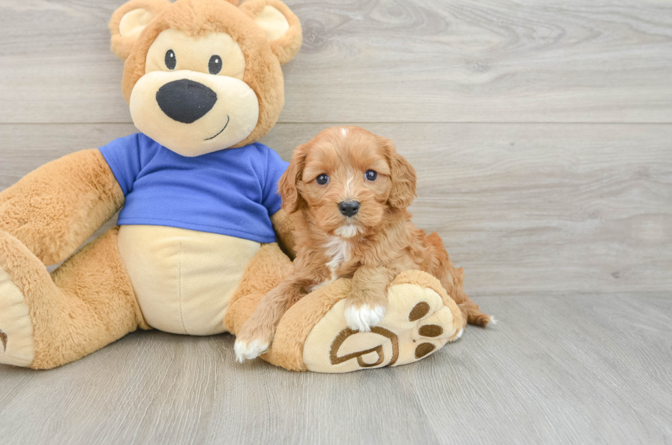 6 week old Cavapoo Puppy For Sale - Puppy Love PR