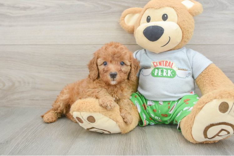 Cavapoo Puppy for Adoption