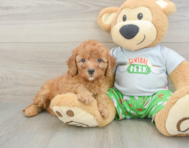 8 week old Cavapoo Puppy For Sale - Puppy Love PR