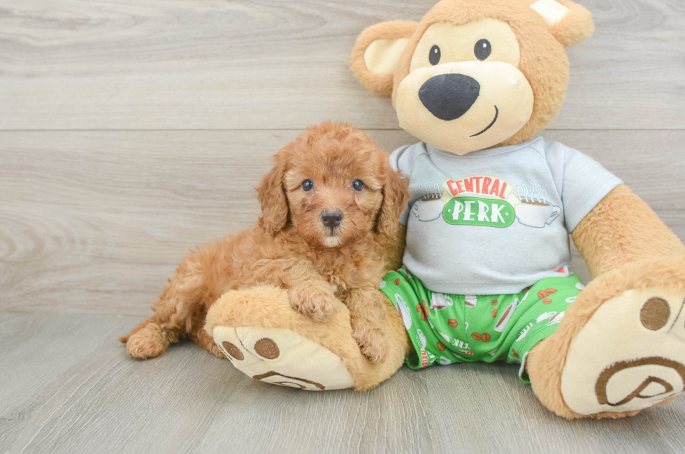 6 week old Cavapoo Puppy For Sale - Puppy Love PR