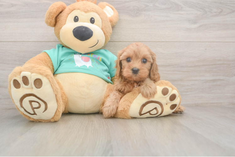 Adorable Cavalier King Charles Spaniel and Poodle Mix Poodle Mix Puppy