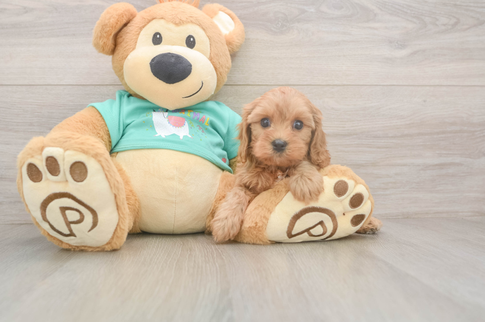 5 week old Cavapoo Puppy For Sale - Puppy Love PR