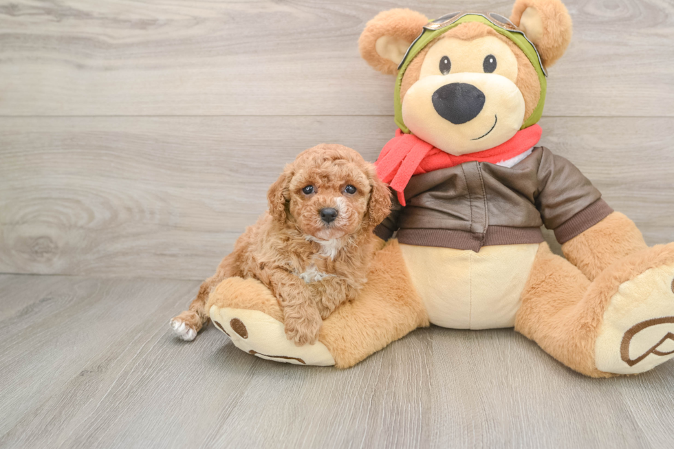 Popular Cavapoo Poodle Mix Pup