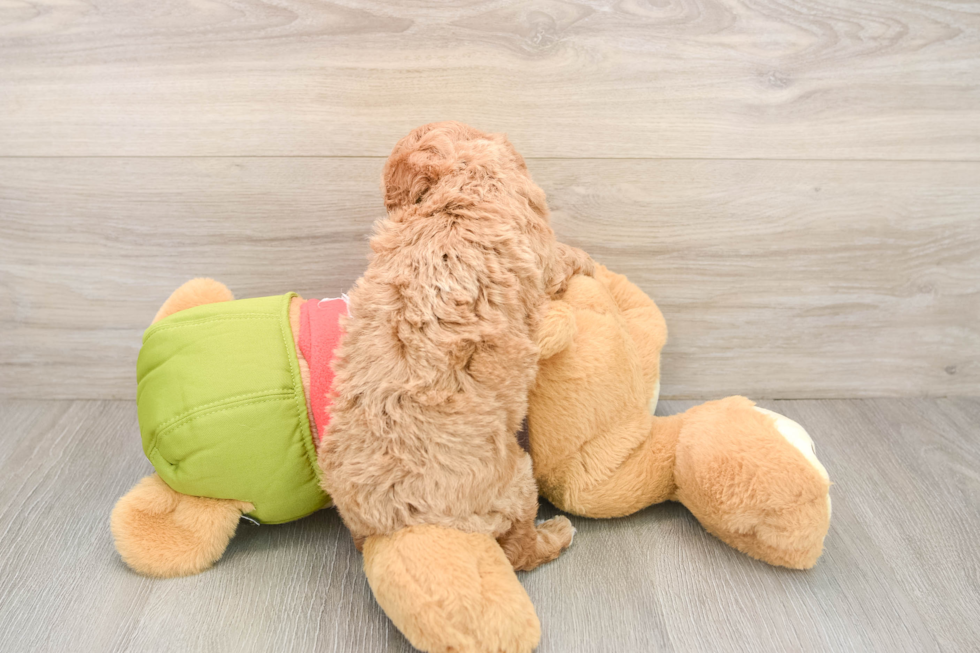 Adorable Cavalier King Charles Spaniel and Poodle Mix Poodle Mix Puppy