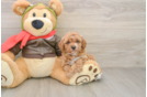 Cavapoo Pup Being Cute