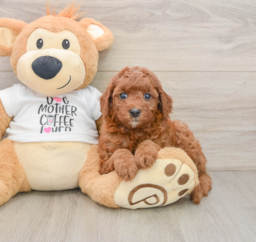 8 week old Cavapoo Puppy For Sale - Puppy Love PR