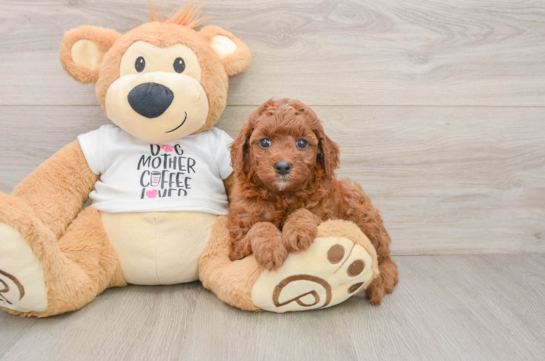 Cavapoo Puppy for Adoption