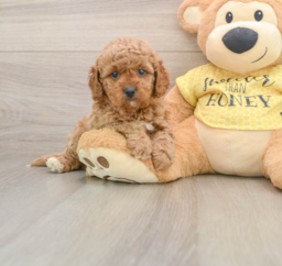 7 week old Cavapoo Puppy For Sale - Puppy Love PR