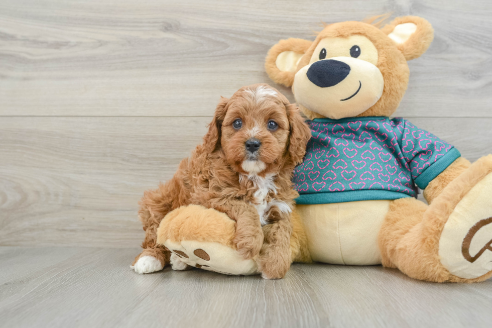 Cavapoo Pup Being Cute