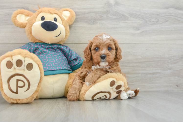 Cavapoo Puppy for Adoption