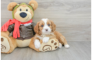 Cavapoo Puppy for Adoption