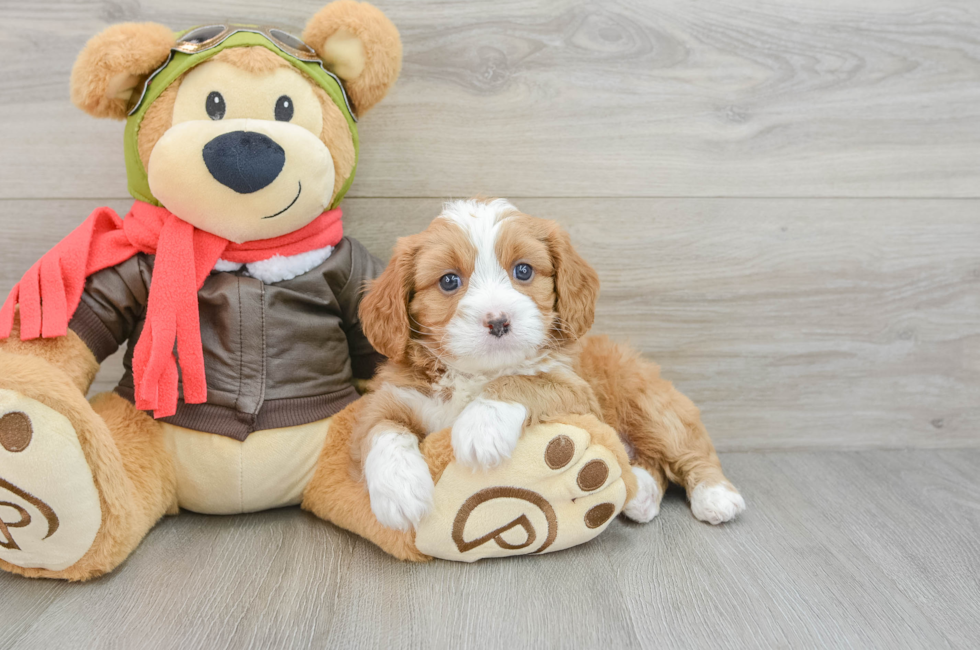 5 week old Cavapoo Puppy For Sale - Puppy Love PR