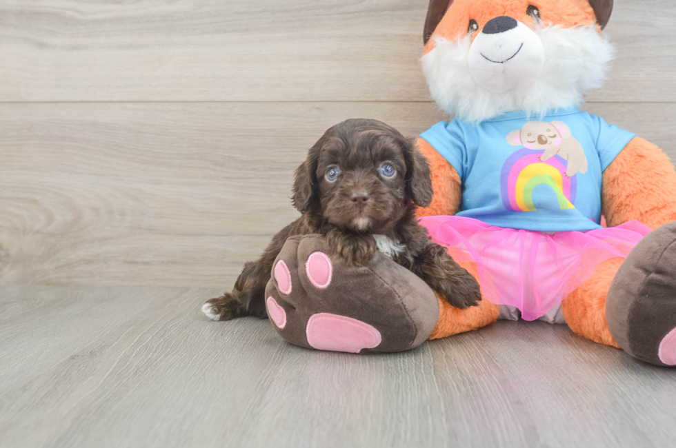 5 week old Cavapoo Puppy For Sale - Puppy Love PR