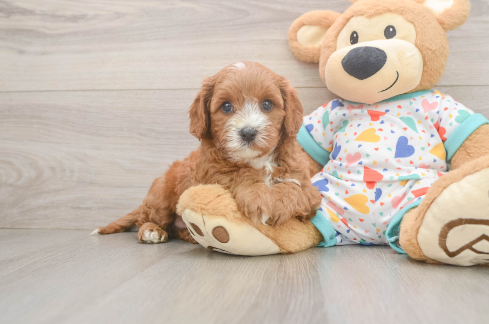 6 week old Cavapoo Puppy For Sale - Puppy Love PR