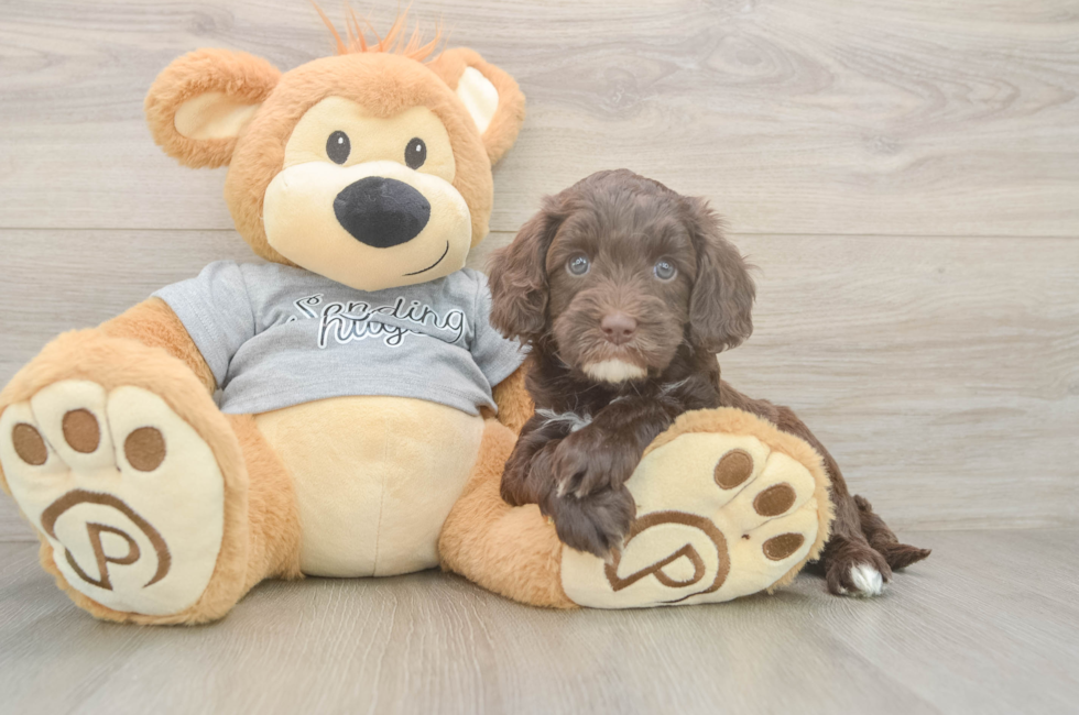 5 week old Cavapoo Puppy For Sale - Puppy Love PR