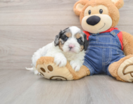 8 week old Cavapoo Puppy For Sale - Puppy Love PR