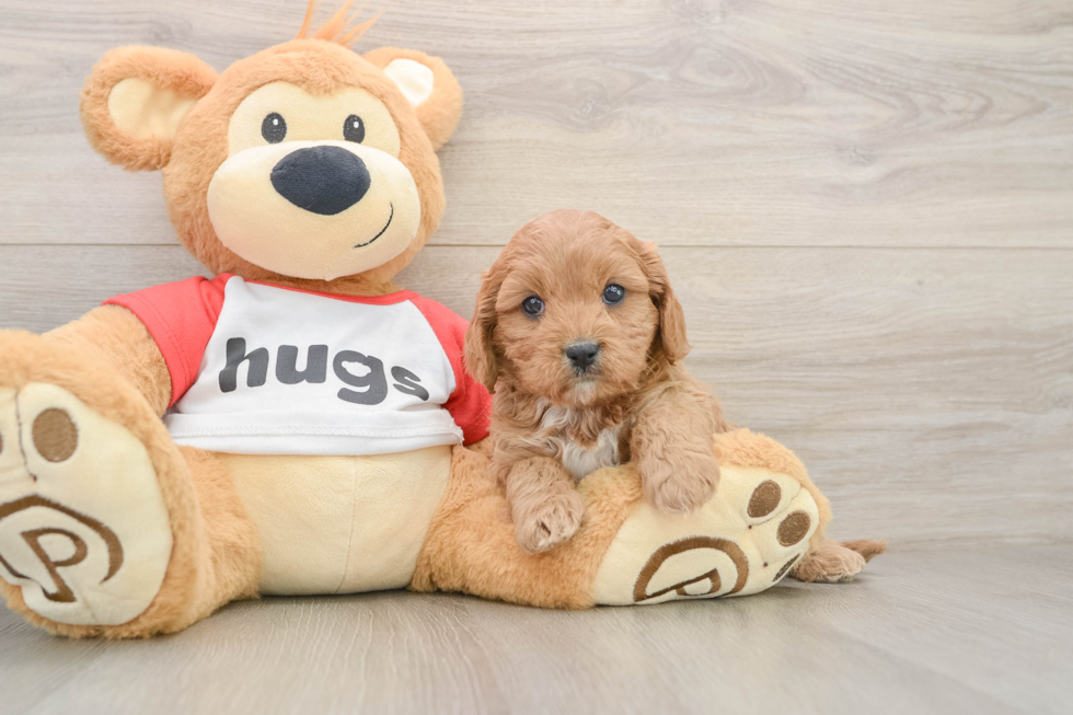 Funny Cavapoo Poodle Mix Pup