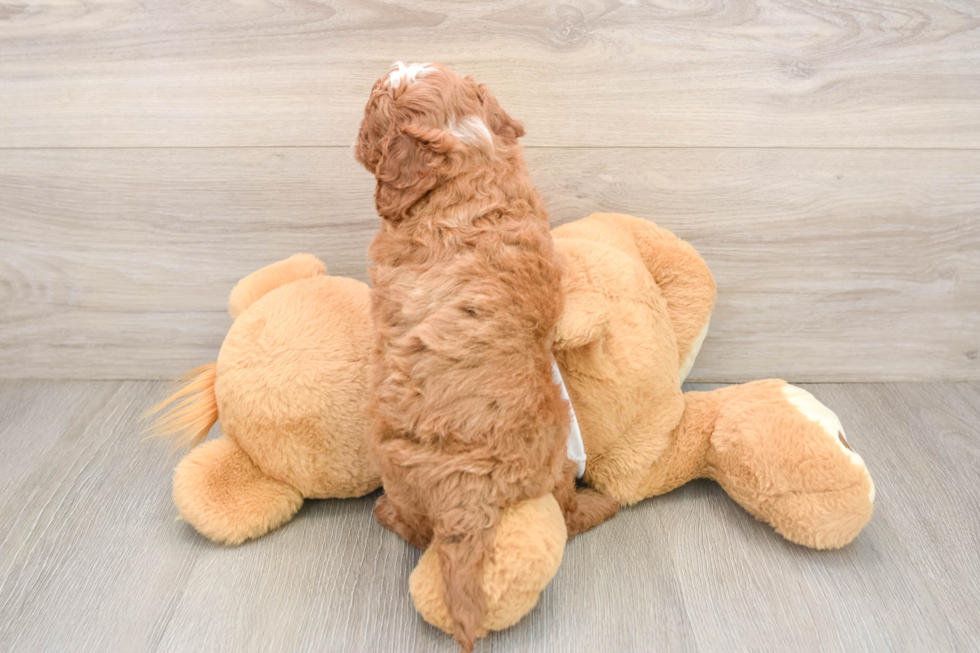 Best Cavapoo Baby