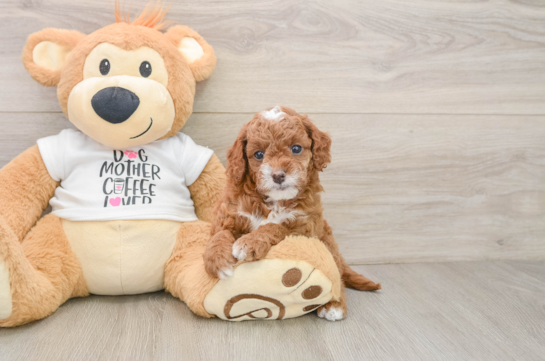 Cute Cavapoo Baby