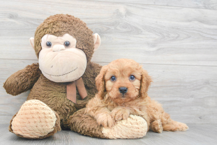 Cute Cavapoo Baby