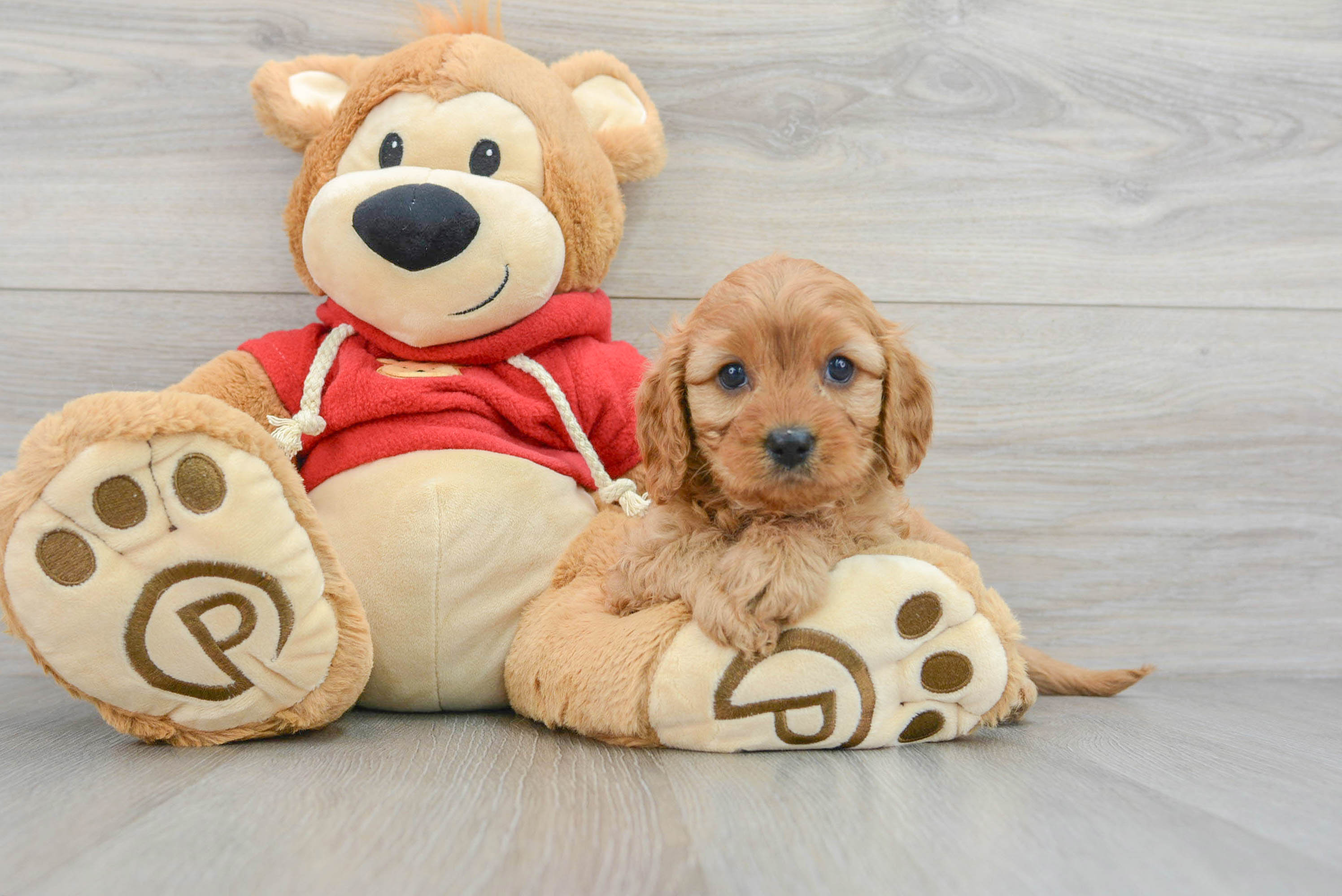 Cavapoo Puppy for Adoption