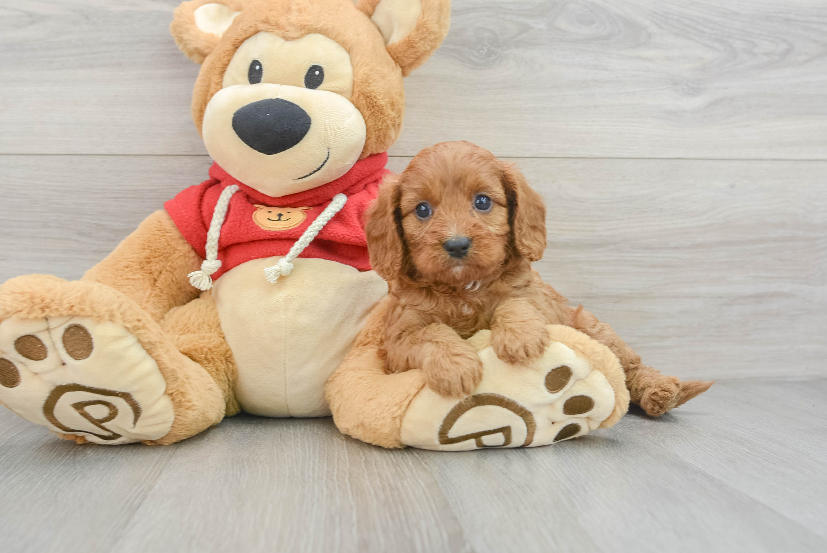 Best Cavapoo Baby