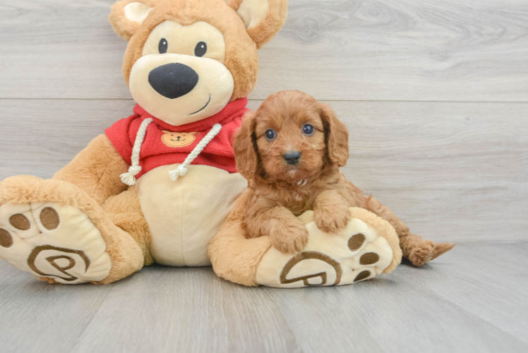Meet Tiara - our Cavapoo Puppy Photo 1/3 - Puppy Love PR Best Cavapoo Baby