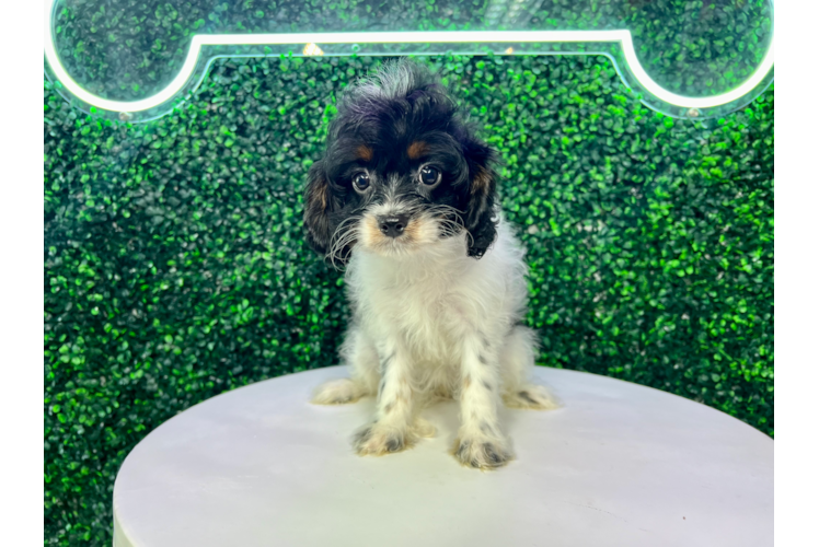 Meet Tiara - our Cavapoo Puppy Photo 1/4 - Puppy Love PR Cute Cavapoo Poodle Mix Pup