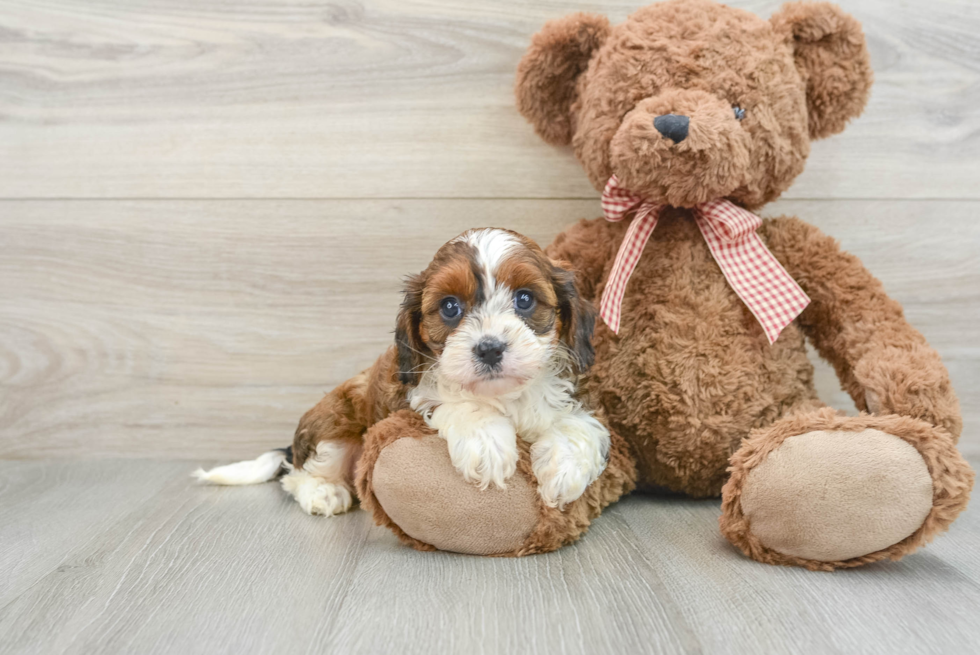 Cavapoo Puppy for Adoption