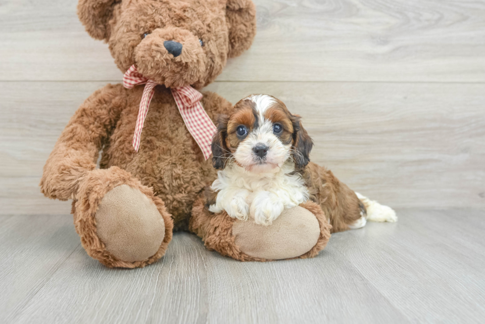 Cute Cavapoo Baby