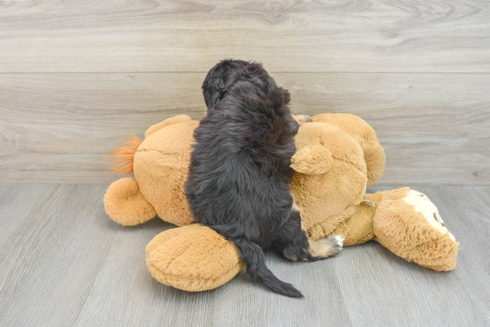 Best Cavapoo Baby