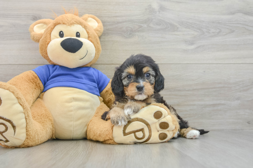 7 week old Cavapoo Puppy For Sale - Puppy Love PR