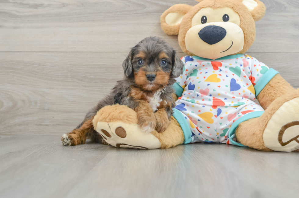 6 week old Cavapoo Puppy For Sale - Puppy Love PR