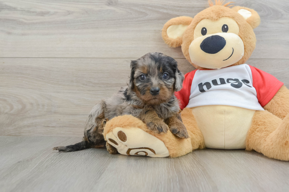 6 week old Cavapoo Puppy For Sale - Puppy Love PR