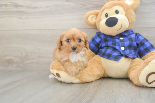 Best Cavapoo Baby