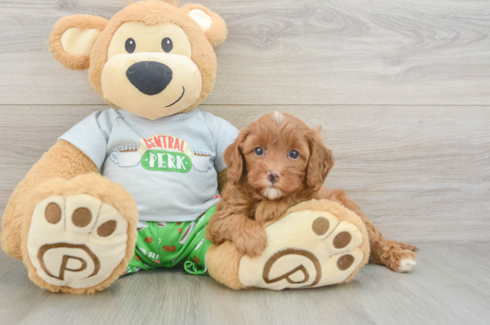 6 week old Cavapoo Puppy For Sale - Puppy Love PR