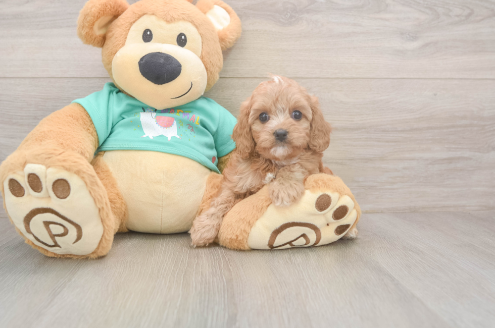 5 week old Cavapoo Puppy For Sale - Puppy Love PR